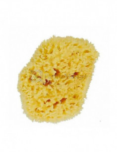 FORSTER ESPONJA MARINA...