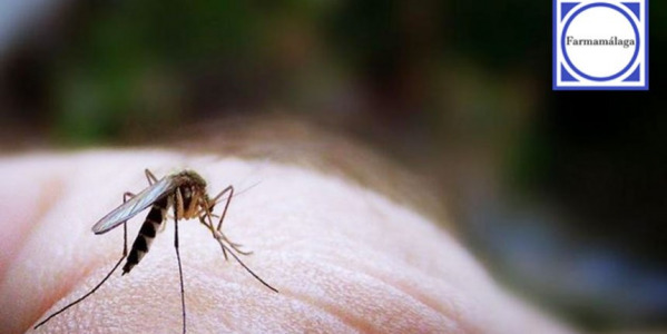 ¡Frena las picaduras de los mosquitos!